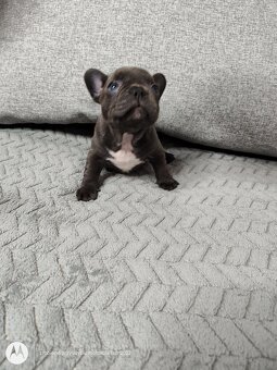 Buldog Francuski - 5