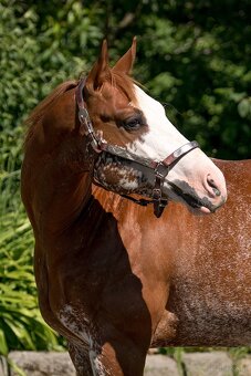APH gelding - 5