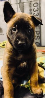 Owczarki belgijskie malinois - 5