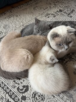 Kotki rasowe point - 5