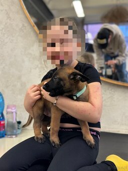 Owczarek belgijski z rodowodem FCI - 5