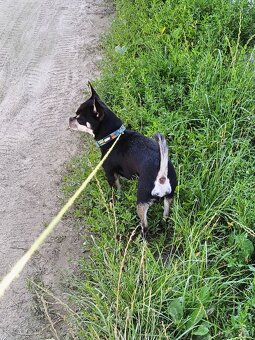 Witam Sprzedam pieska Chihuahua krótkowłosy - 5