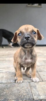 Oddam w Dobre Rece Pitbul mieszany z Amstafem - 5