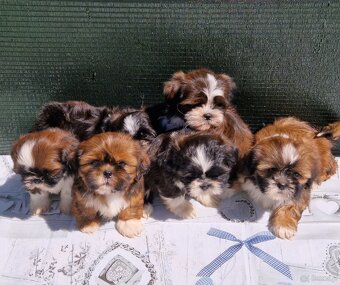 Szczenięta Shih-tzu - 5