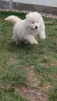 Szczenięta rasy Samoyed - 5
