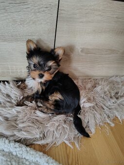 York -suczka szczenie - 5