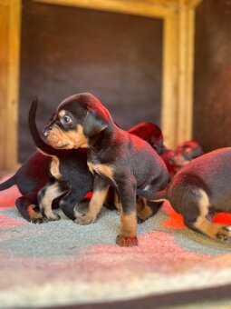 Gończy polski x irlandzki gończy szczeniaczki - 5