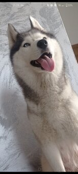 Suczka Siberian Husky - 5