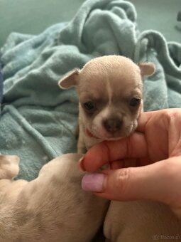 Chihuahua szczenięta krótkowłose - 5