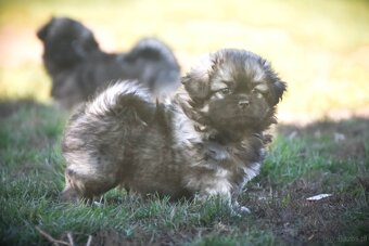 Spaniel tybetański - szczeniak z rodowodem FCI - 5