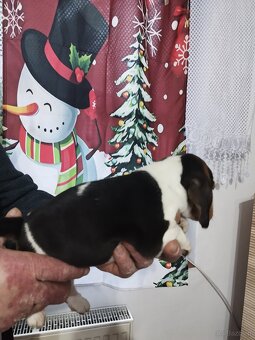 Rodowodowe szczenięta rasy Beagle tricolor, profil DNA - 5