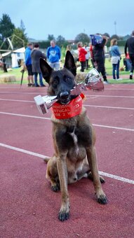 Owczarek Belgijski Malinois FCI/ZKWP - 5