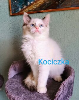 Kocięta Ragdoll z rodowodem i wyprawką - 5