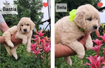 Golden retriever ZKwP FCI wlasna dogoterapia 24/h - 5