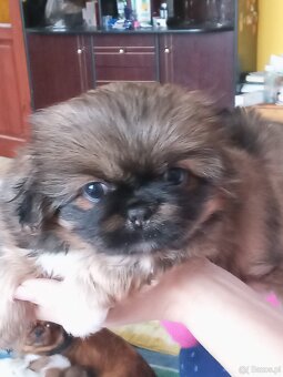 Szczeniaki pekinczyka - 5