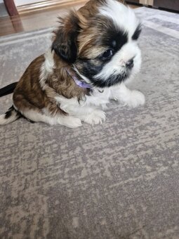 Śliczna suczka Shih Tzu - 5