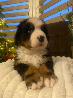 Berneński pies pasterski - 5