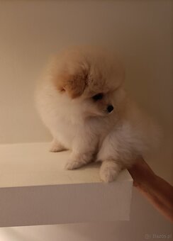 SZPIC MINIATUROWY POMERANIAN - SUCZKI - 5