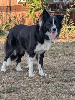 Border Collie - 5