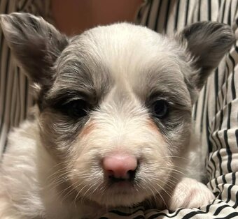 Border collie ZKwP - 5