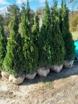 Tuje braband, szmaragd, kornik, aureospicata - 5