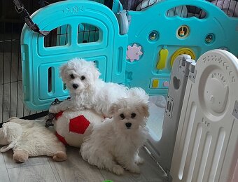 Bichon frise maluszki (dziewczynka) - 5