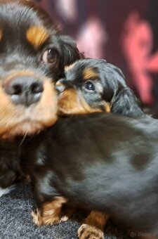 Cavalier King Charles Spaniel fci - 5