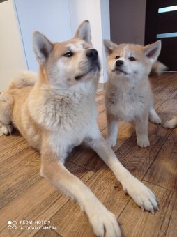 Akita Inu szczeniaki - 5