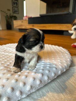 Shih tzu - 5