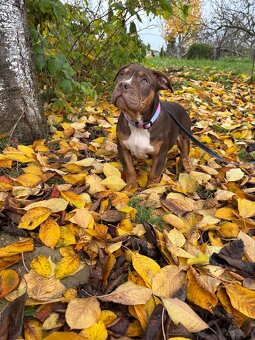 American Bully XL - 5