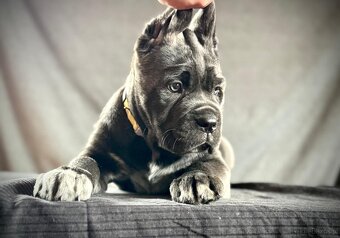 Cane Corso Ksin Fargo Fci - 5