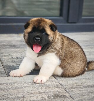 Akita americka - 5