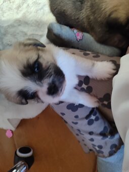 Śliczne suczki i pieski - 5