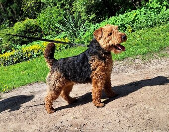Suka welsh Terrier ZKWP FCI terier - 5