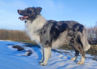 Samiec BORDER COLLIE z Hodowli - Rasowy z pełną dok. - 5