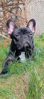 Buldog francuski - 5