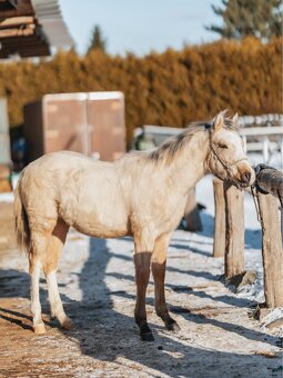 Luksusowy ogierek - 5