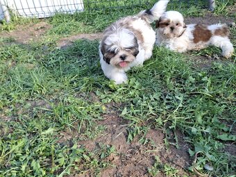 Szczeniaki shih-tzu - 5