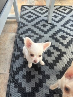 Śliczna dziewczynka długowłosa Chihuahua - 5