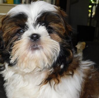 Piękna sunia shih tzu Diana - 5