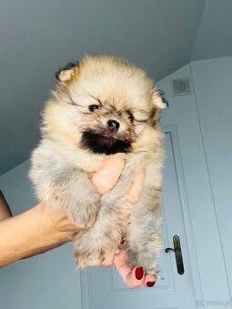 Pomeranian/ Szpic miniaturowy - 5