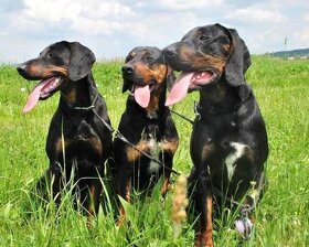 Reproduktory rasy GOŃCZY POLSKI użytkowe zapraszają suczki - 5