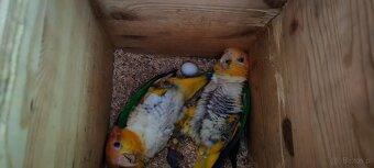 barwinka białobrzucha - 5