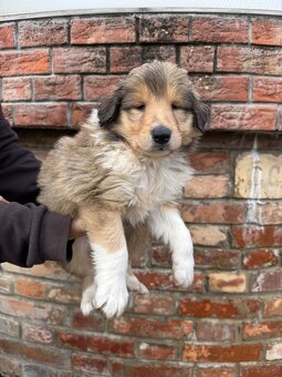 owczarek szkocki - 5