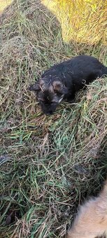 Owczarki niemieckie długowłose - 5