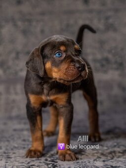 Louisiana Catahoula Leopard Dog - 5