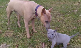 Thai Ridgeback Dog- Dog Thajski - 5