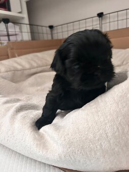 Szczeniaki shih-tzu - 5