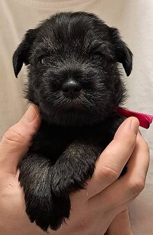 samiec-sznaucer średni pieprz i sół - 5