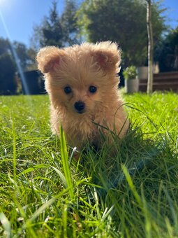 Piesek Pomapoo Maltipoo Miniaturka puchaty miś pies z rodowo - 5